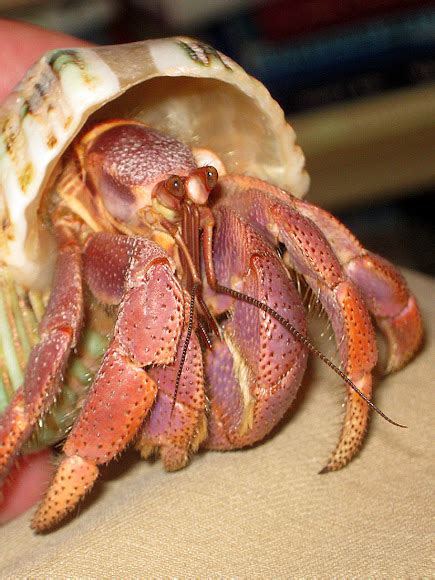 purple pincher hermit crab care|3 Ways to Care for a Hermit Crab (Purple Pincher) .